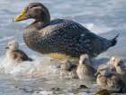 Falkland steamer duck chicks, an endemic duck living on the coasts of the Falkland Islands. Art Print